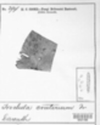 Trochila craterium image